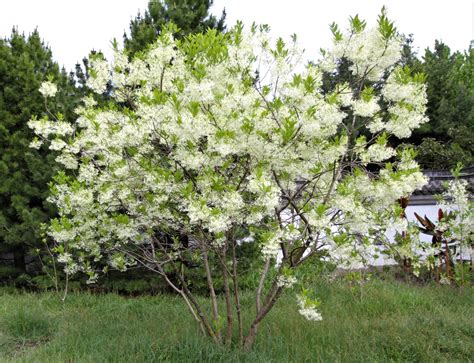 white flowering trees in pennsylvania
